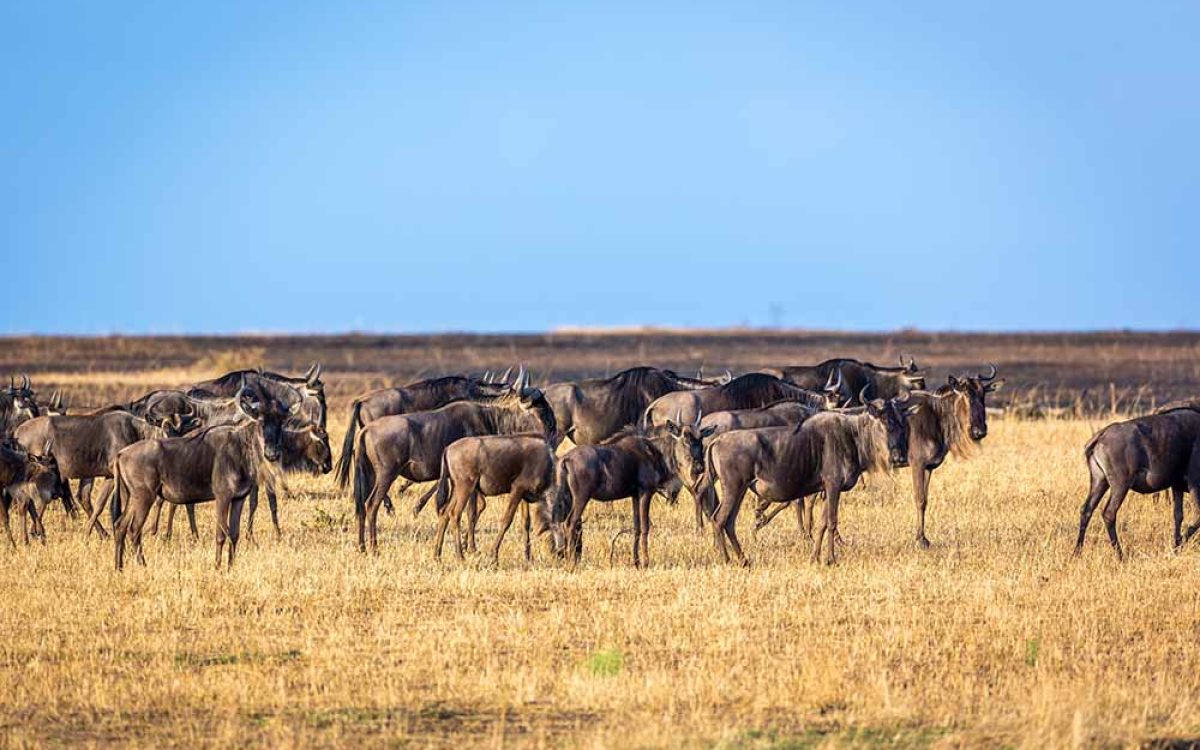 great migration 1 (2) great migration 1 (2)