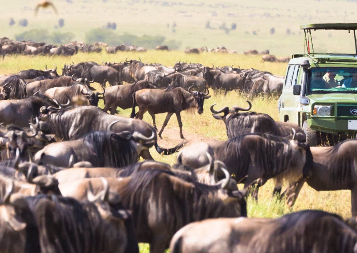 Jeeps on african wildlife safari. Safari To Lake Manyara, Maasai Mara National Reserve, Camping Safari