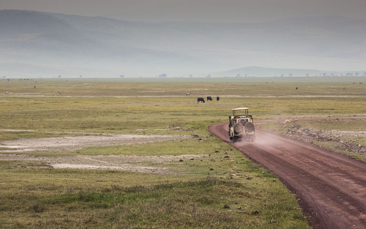 ngoro 1