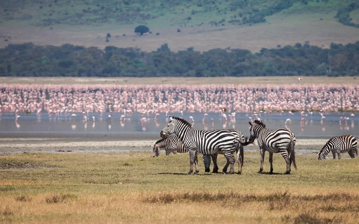 ngorongoro ngorongoro