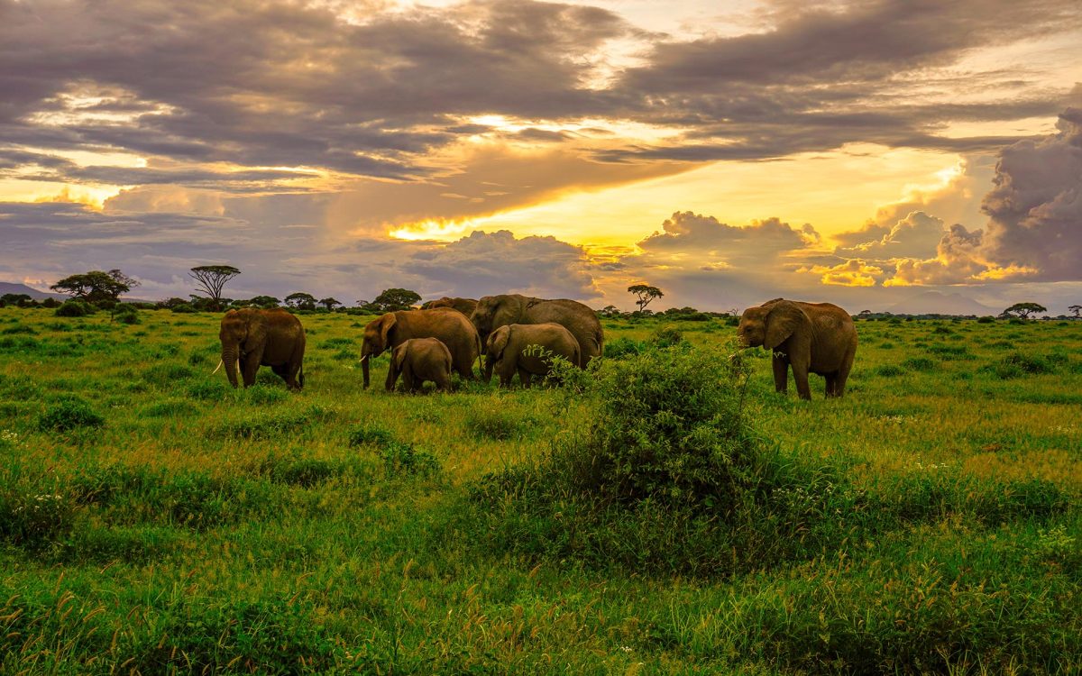 Elephants in the Amboseli National Park in Kenya Elephants in the Amboseli National Park in Kenya